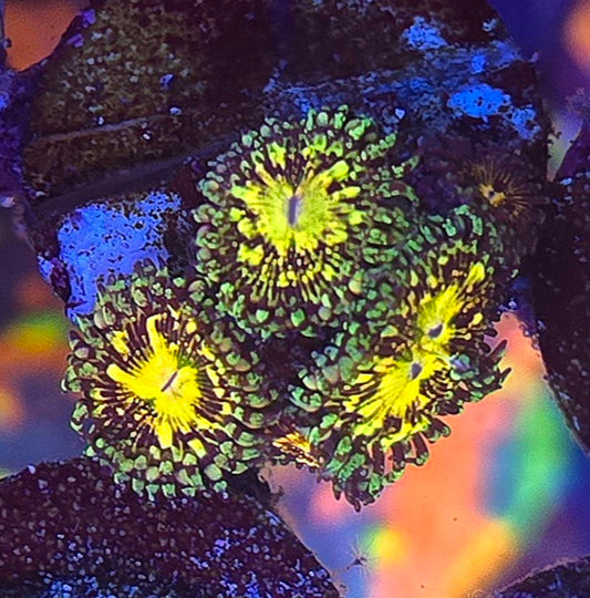 Grim Reaper Zoa WYSIWYG