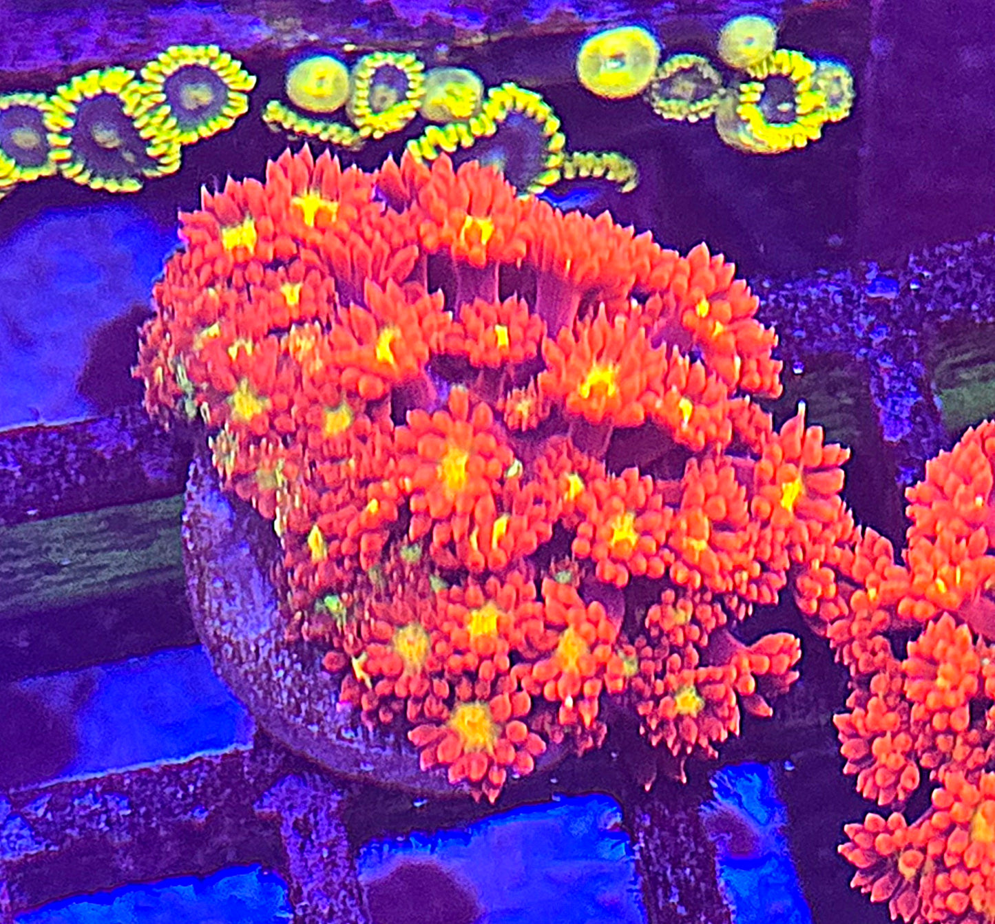 Red with Yellow Center Bernardpora WYSIWYG