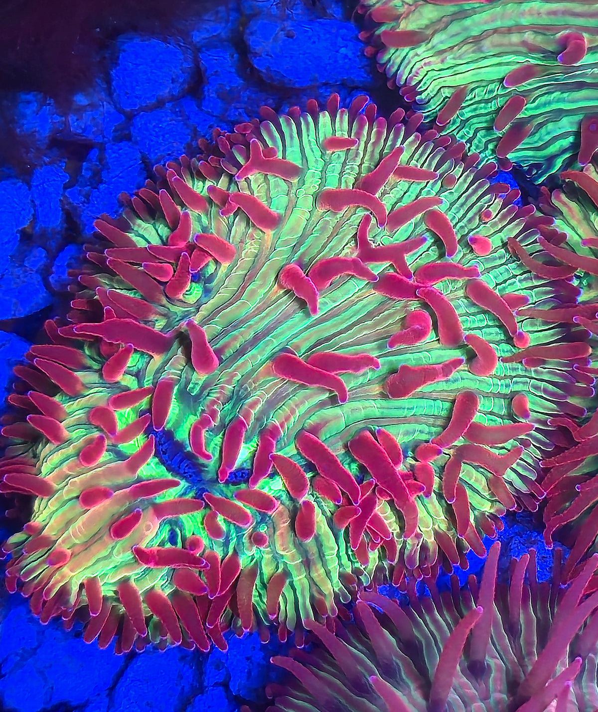CI Watermellon diaseris PLATE