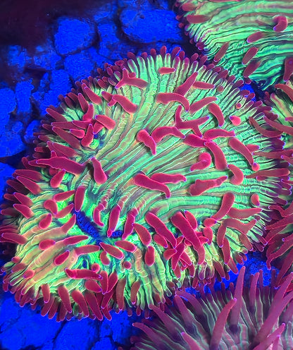 CI Watermellon diaseris PLATE