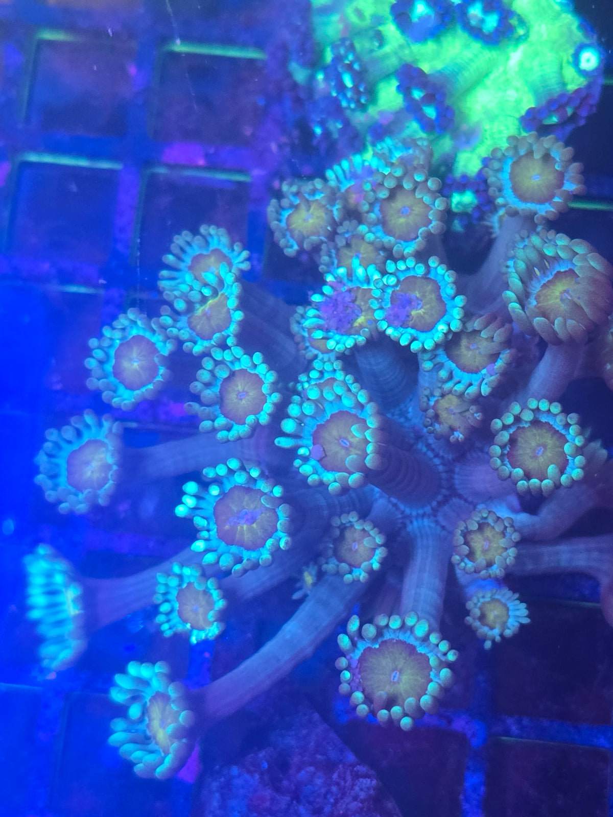 Sunflower Goniopora Colony