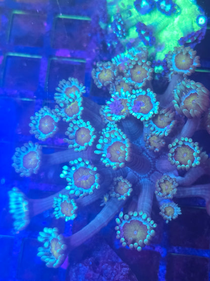 Sunflower Goniopora Colony