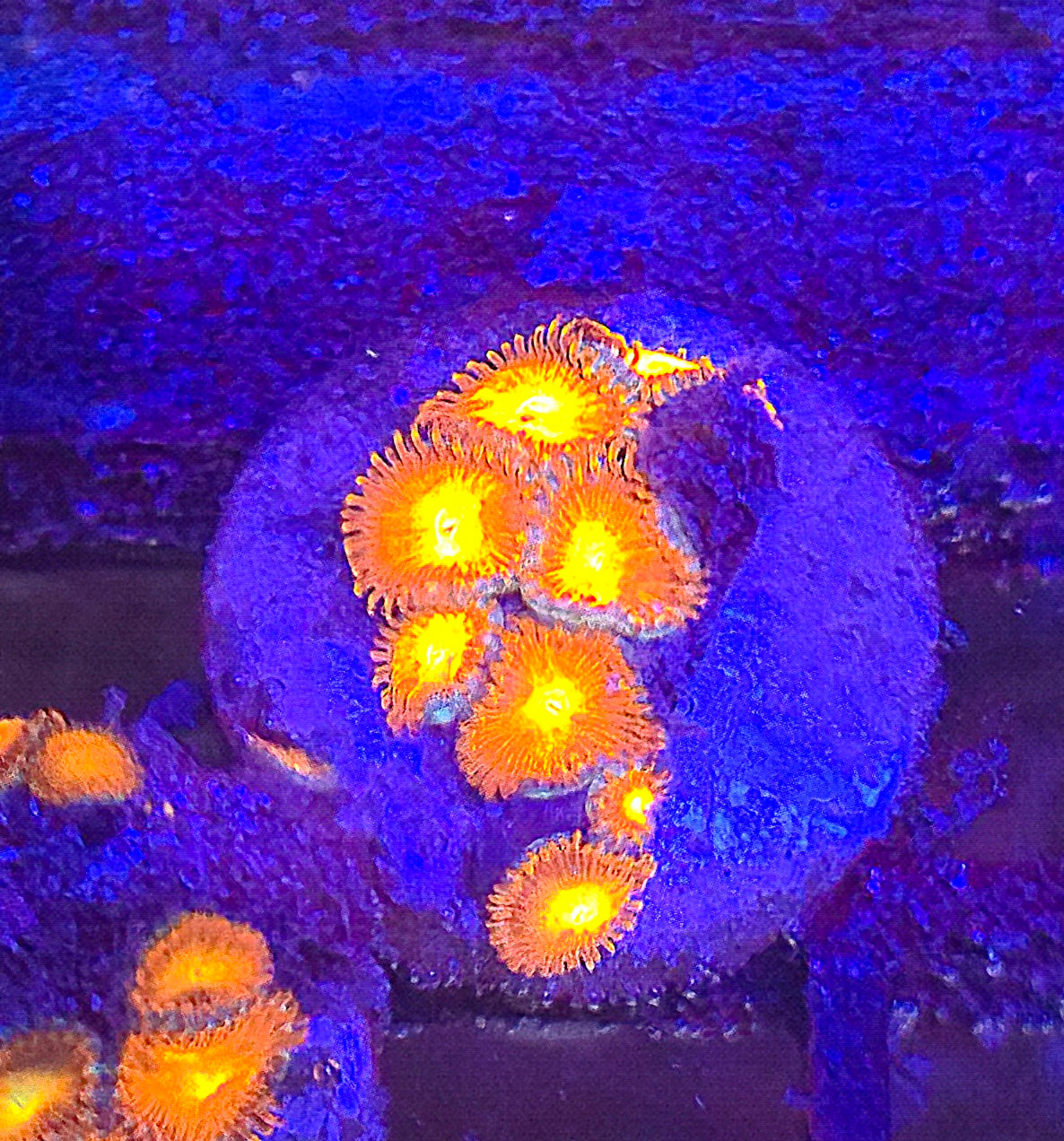 Sunshine Zoa from BSA
