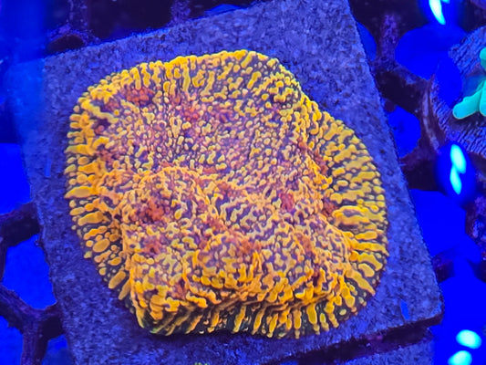 CC Cloudberry Chalice