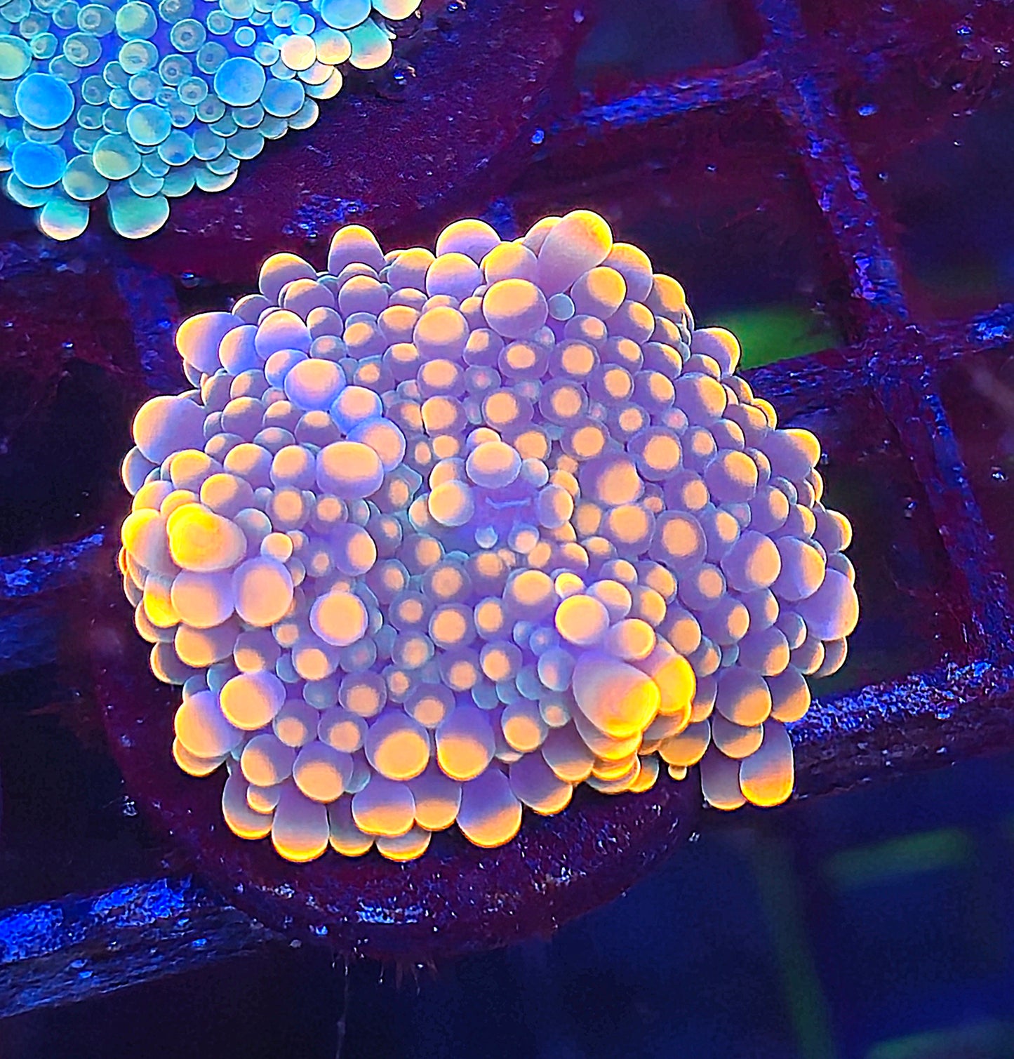 Gumball Yuma Mushroom #5