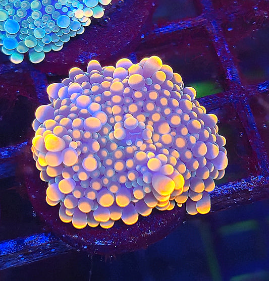 Gumball Yuma Mushroom #5