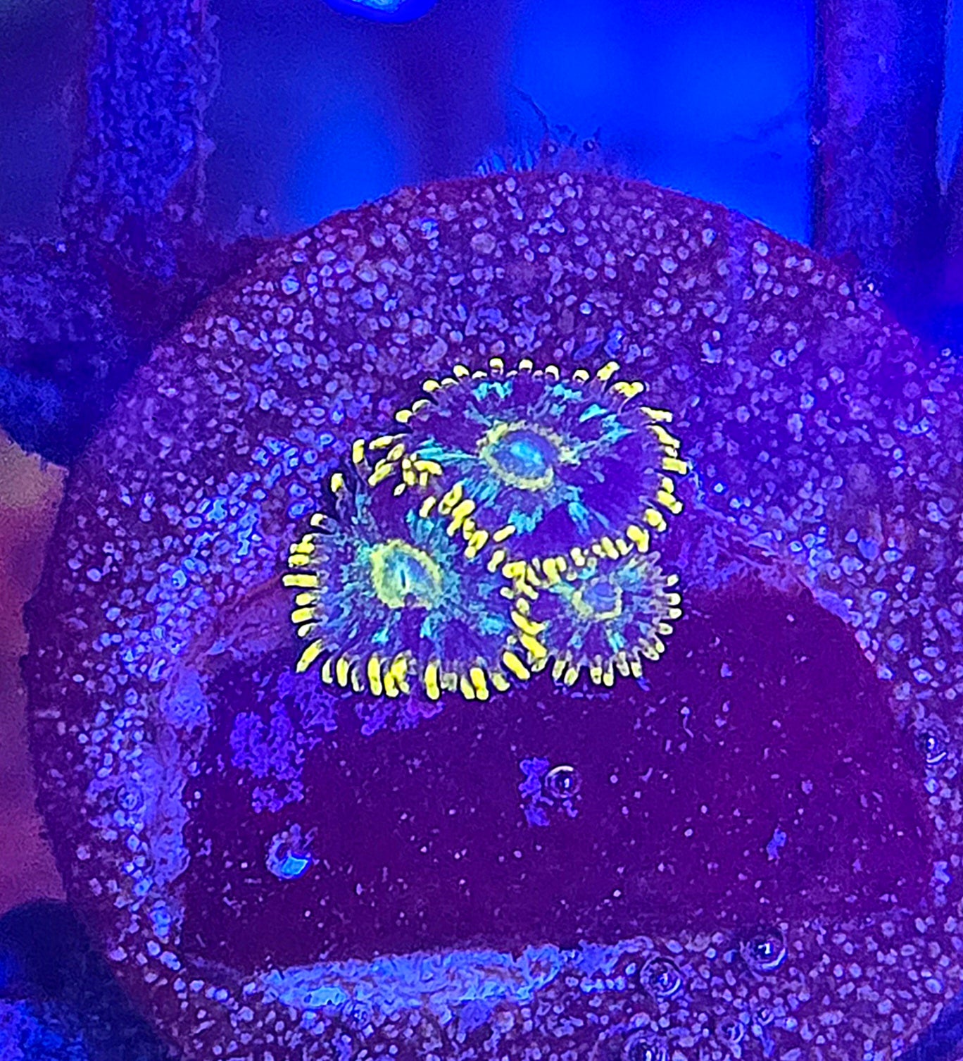 Luminis Zoa 2+p WYSIWYG