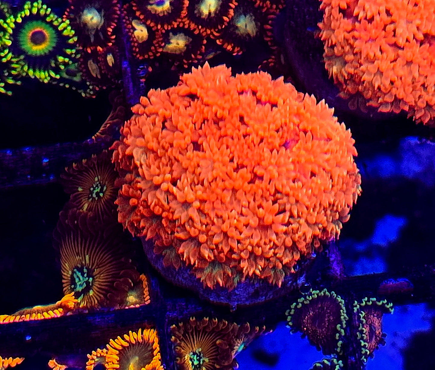 RED Bernardopora Goni WYSIWYG