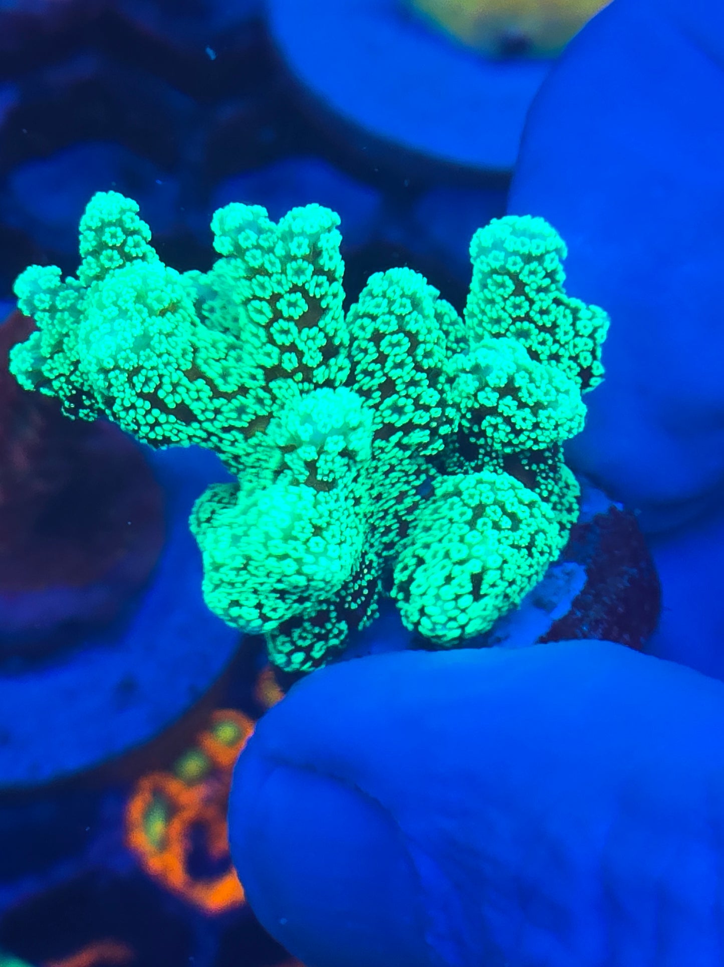 Neon Green Birdsnest