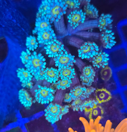 Sunflower Goniopora Colony