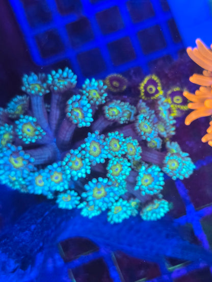 Sunflower Goniopora Colony