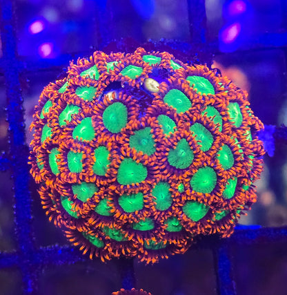 Goblins on Fire Zoa