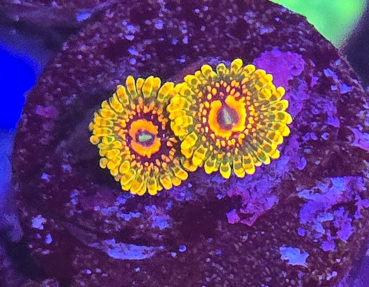 GMK Zoa WYSIWYG
