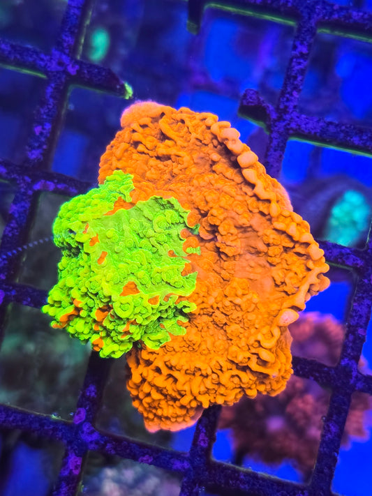 Ultra Grafted Montipora WYSIWYG