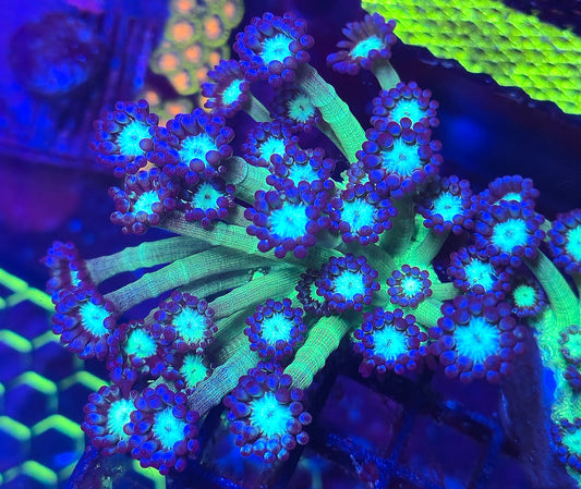 Naked Glitter Goniopora LARGE WYSIWYG #1