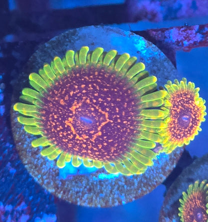 Predator Zoa WYSIWYG