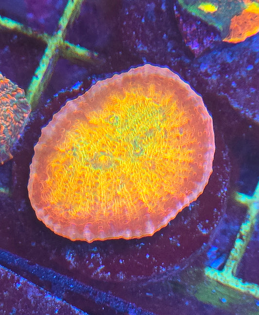 TSA Sunburst Chalice Coral