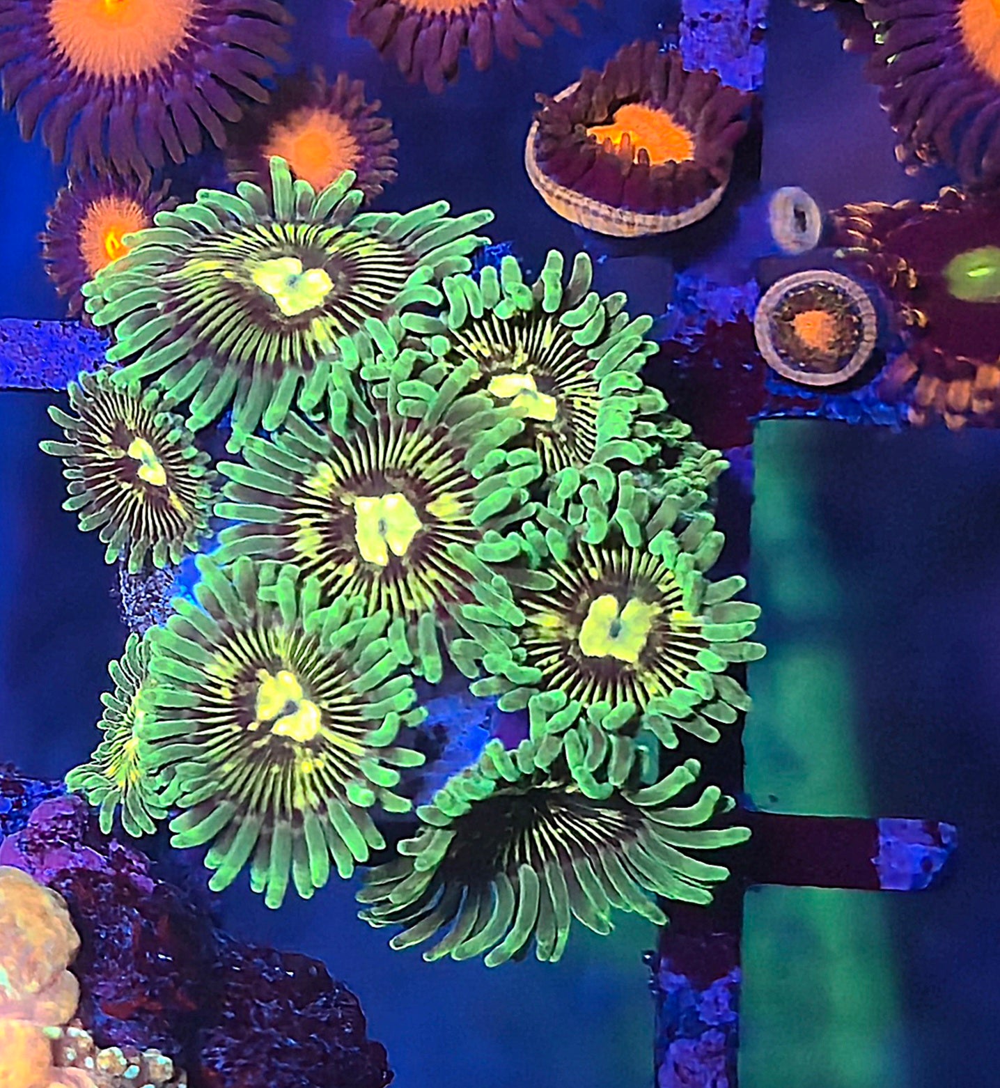 Ninjago Zoa