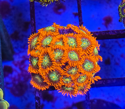 Spitfire Zoa #1