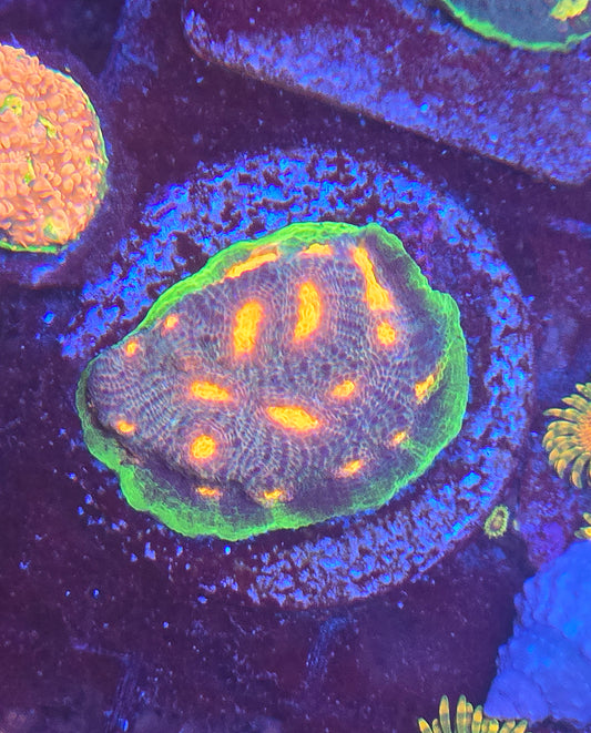 CI Lava Flow Chalice Coral