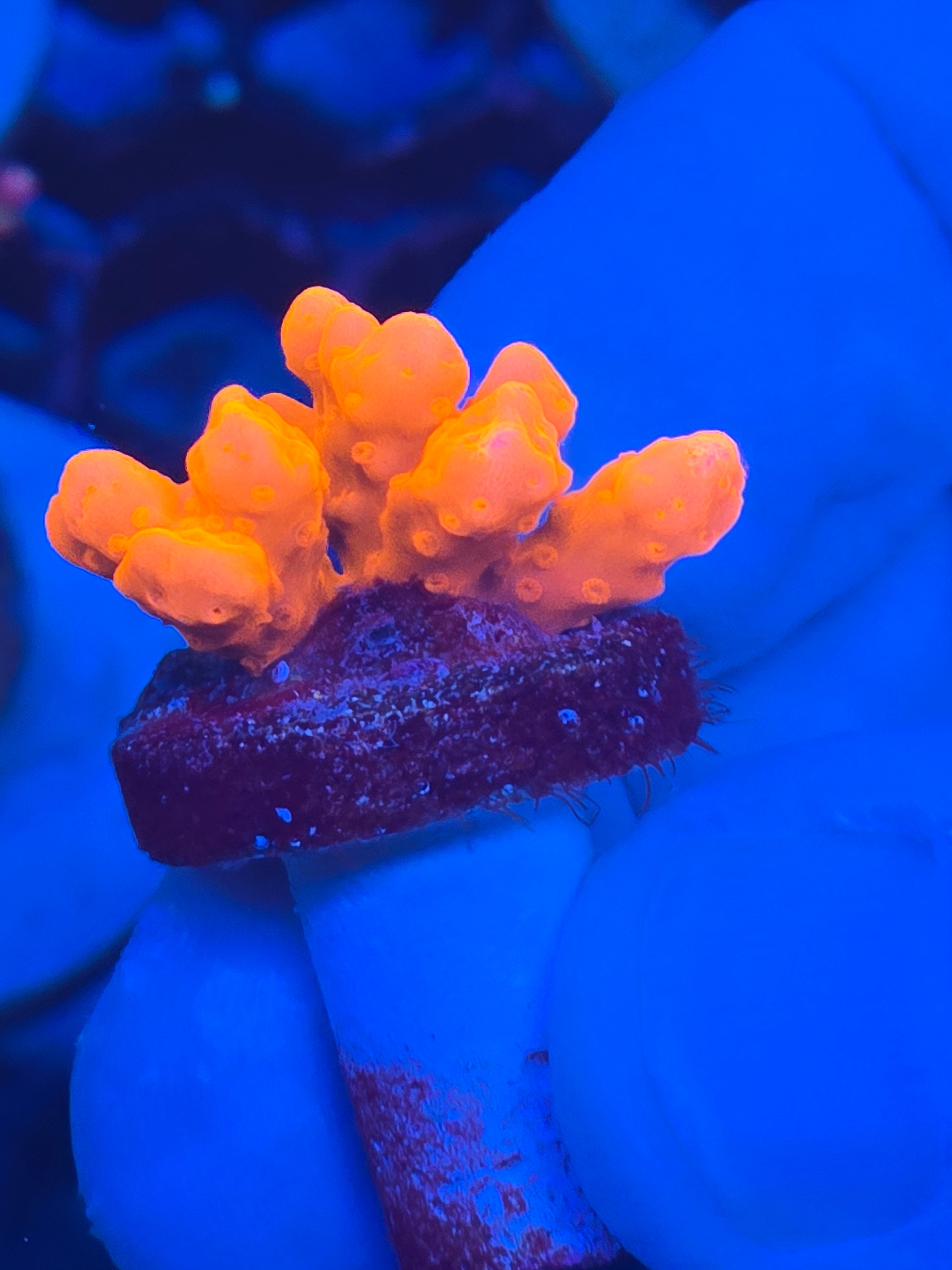 Orange Montipora Setosa Wysiwyg – Coral Insanity