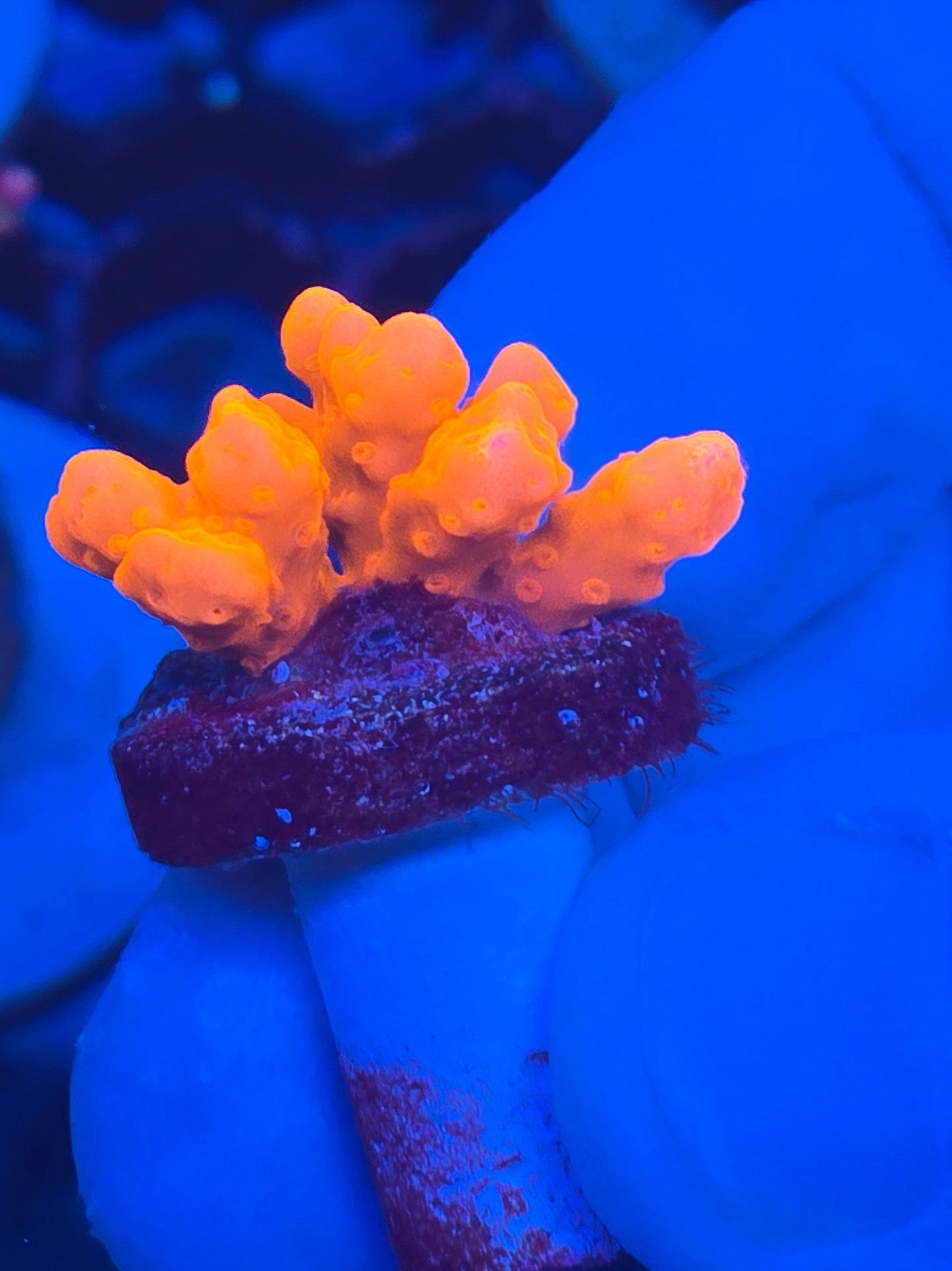 Orange Montipora Setosa Wysiwyg