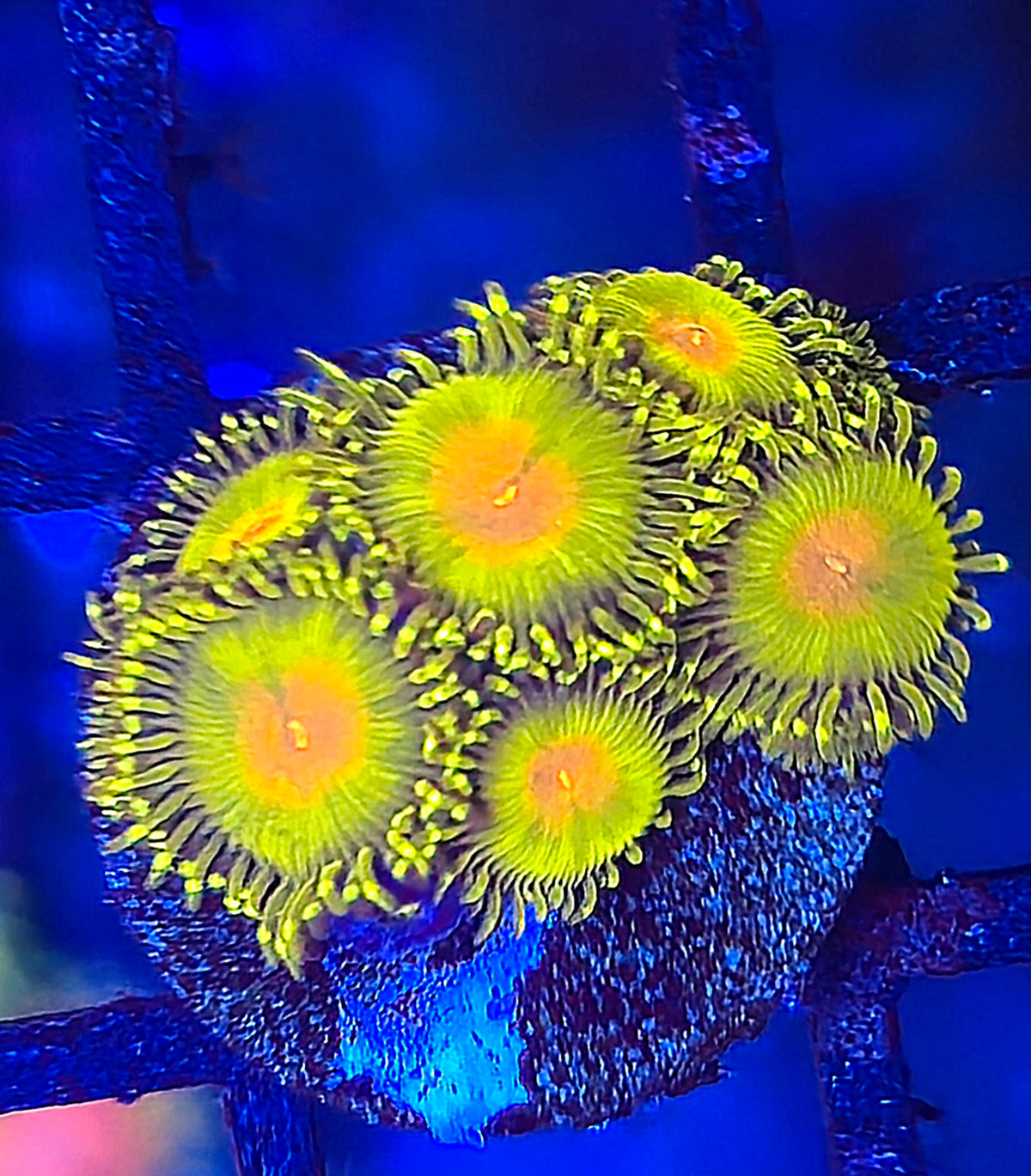 Golden Gods Zoa
