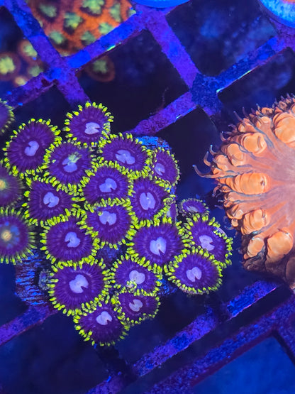 CI Le Royale Zoa 3p