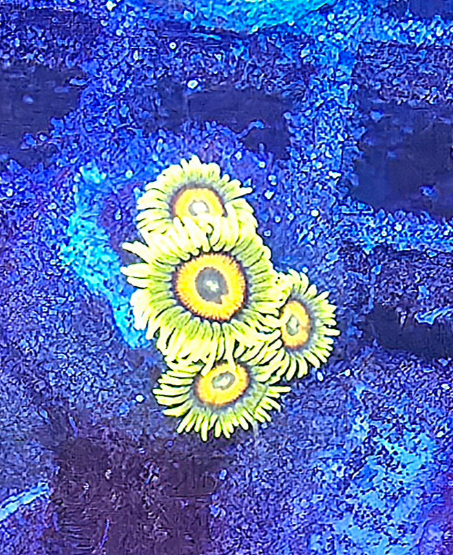 Super Saiyan Zoa