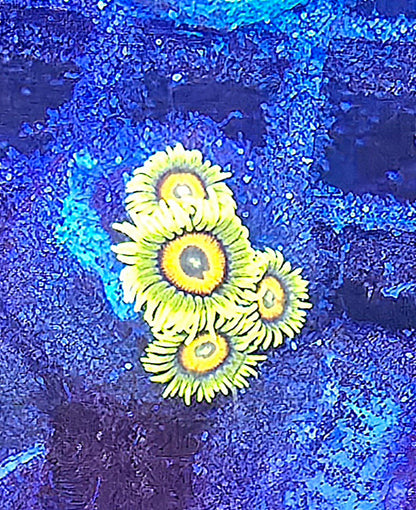 Super Saiyan Zoa