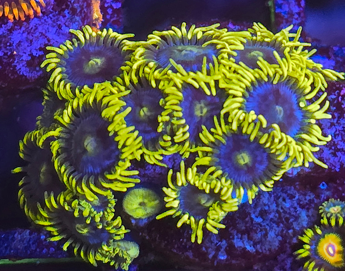 Corona Zoa