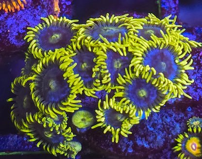 Corona Zoa