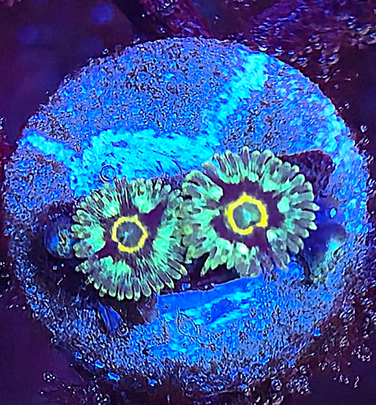 BSA Spectral Hornet Zoa