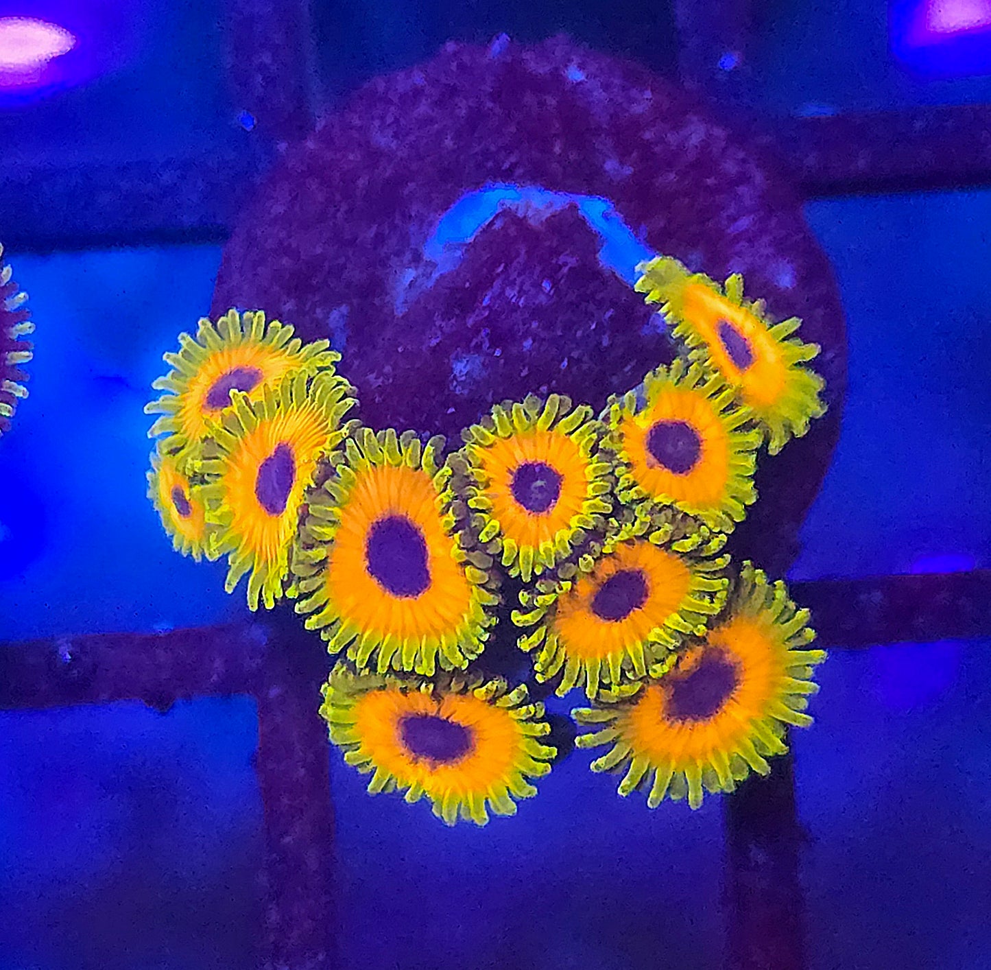 Great Owl Zoa Wysiwyg