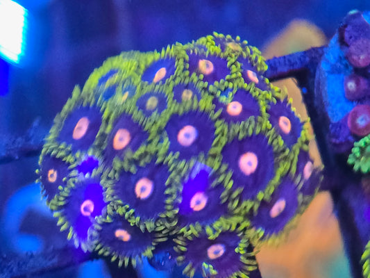 Blowpops Zoa