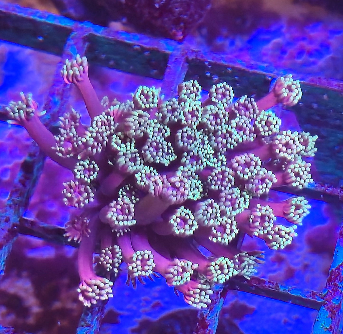 CI Ironman Goniopora mini-colony