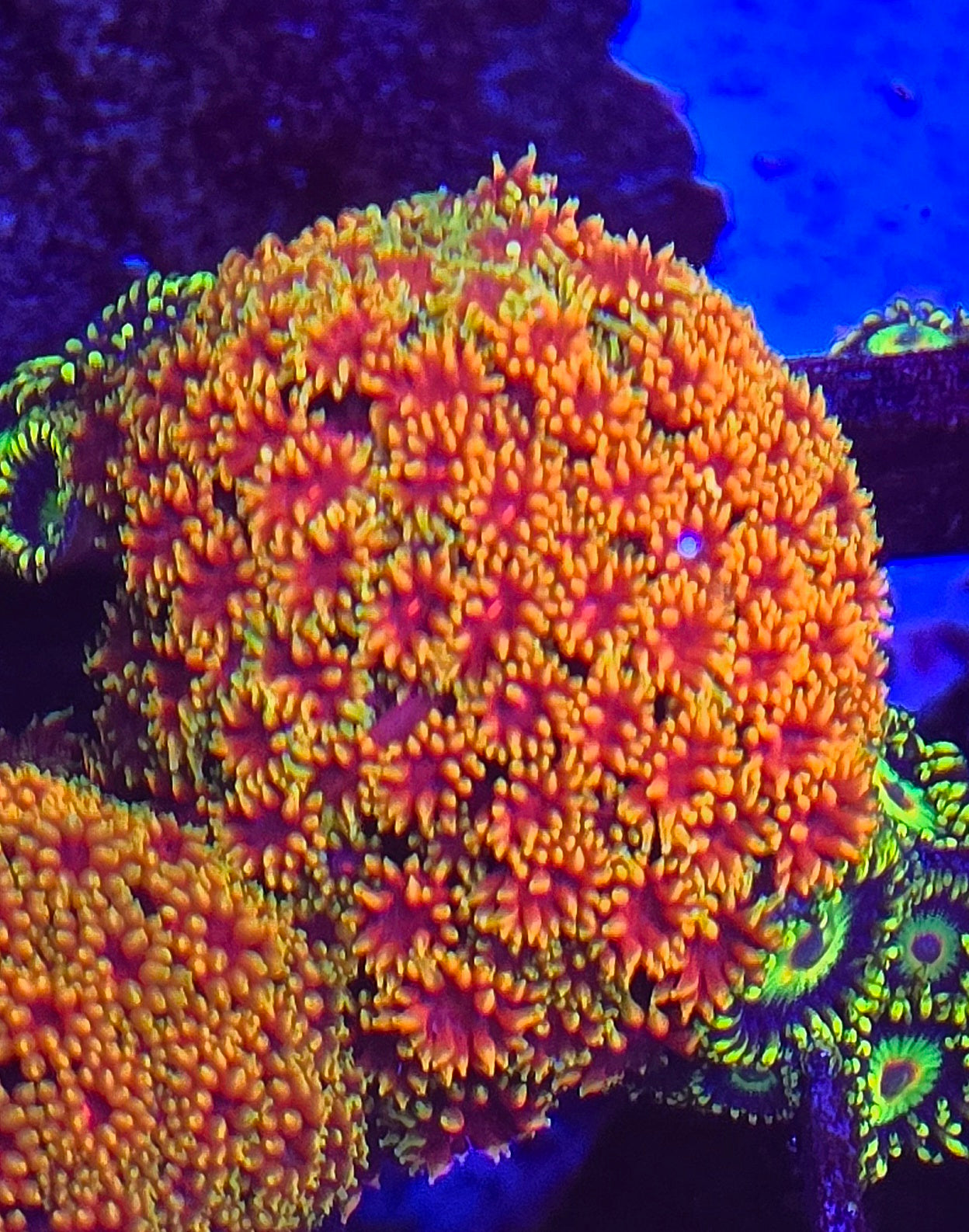 Yellow with Red Center Bernardpora WYSIWYG