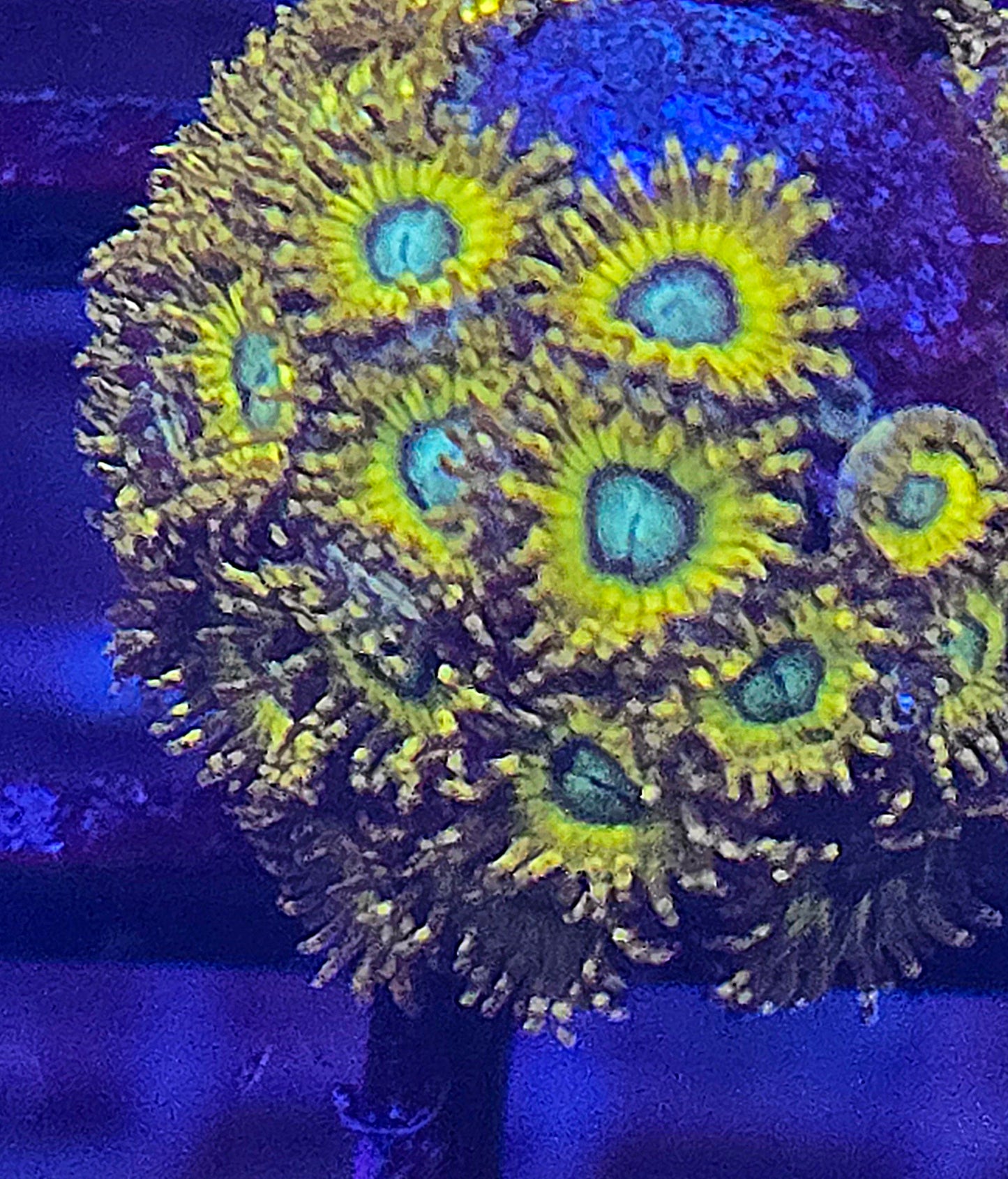 Pikachu Zoa