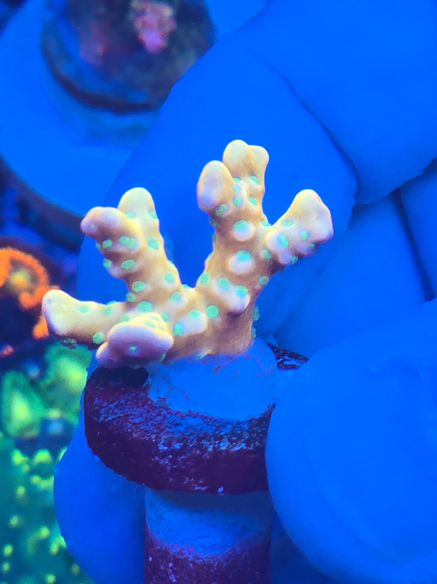 Tropicana Anacropora