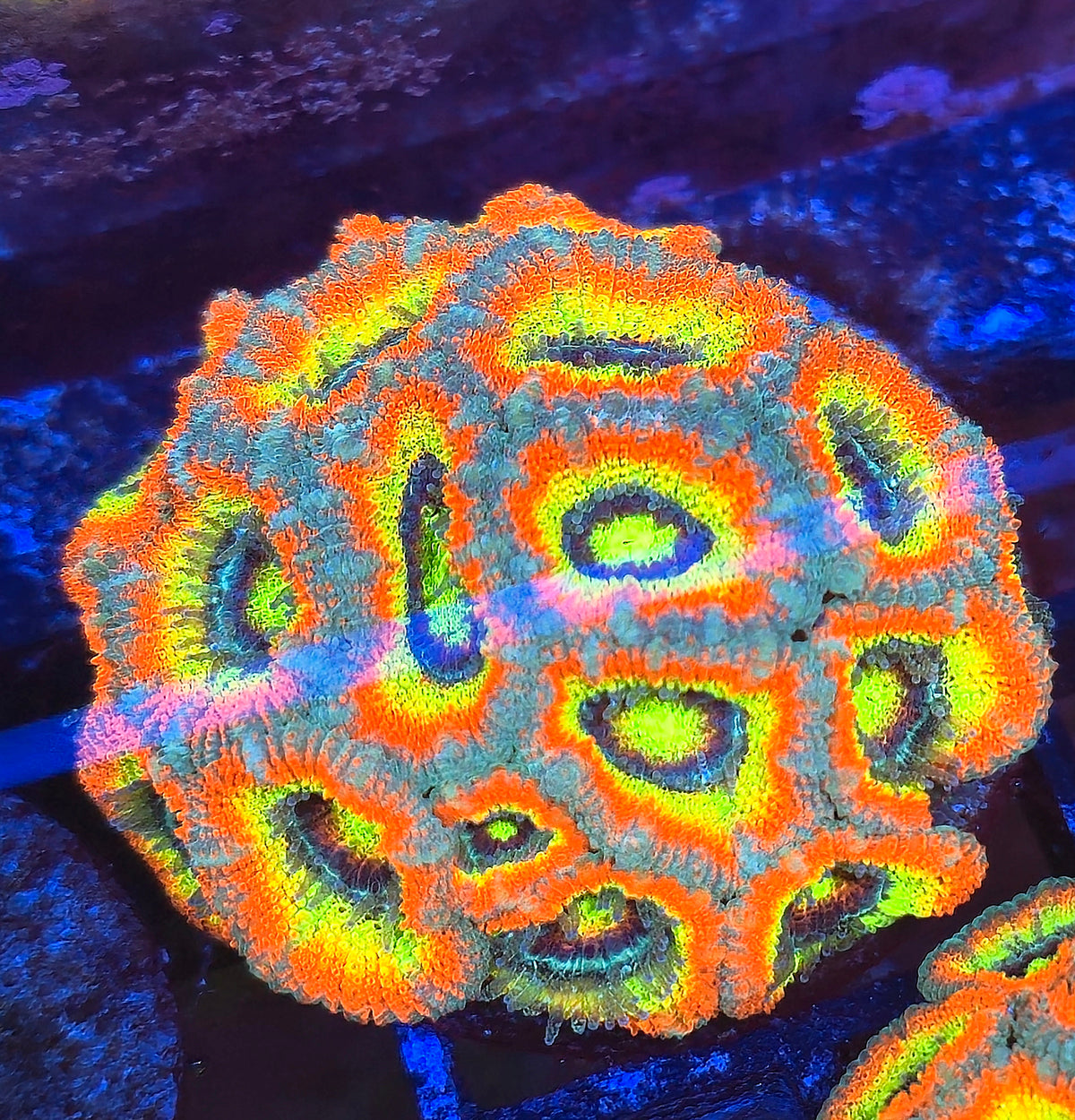 Holy Grail Micromussa Colony WYSIWYG