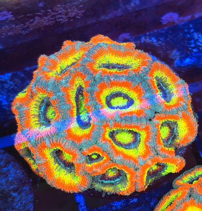 Holy Grail Micromussa Colony WYSIWYG