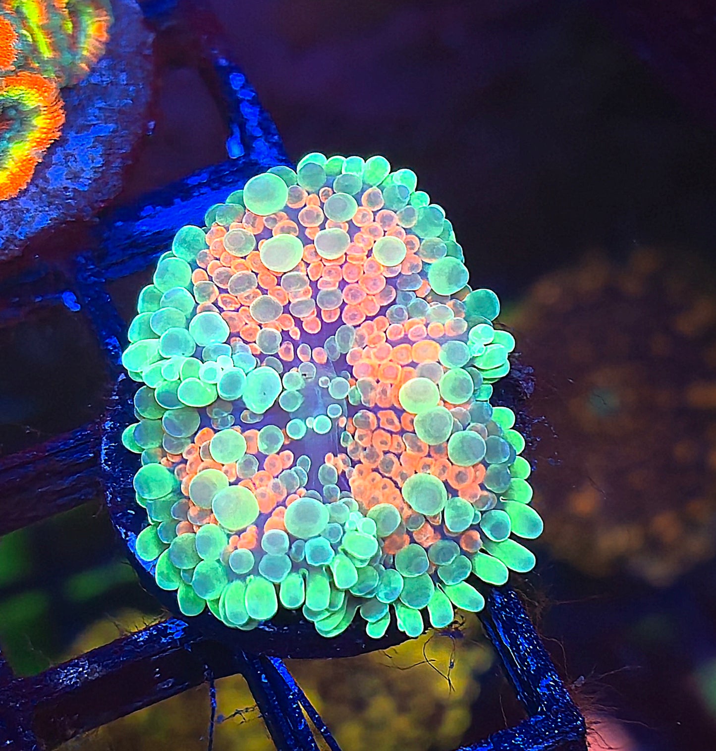 Malaysian Mushroom #6 WYSIWYG