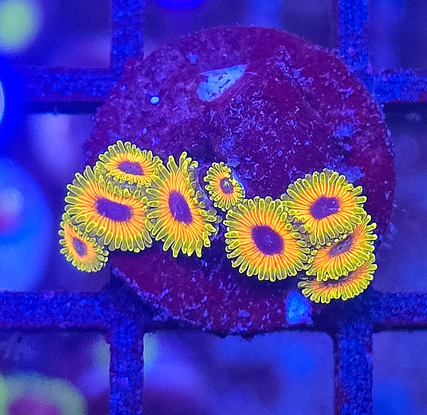 Great Owl Zoa Wysiwyg