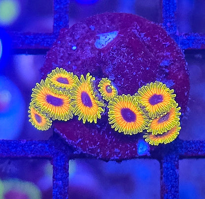 Great Owl Zoa Wysiwyg