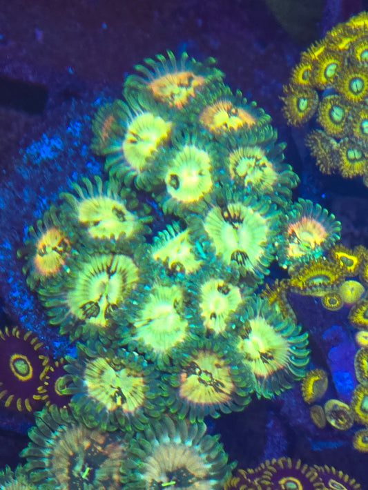 OG Yeti Zoa
