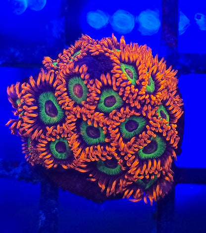 JF Vegas Strip Zoa