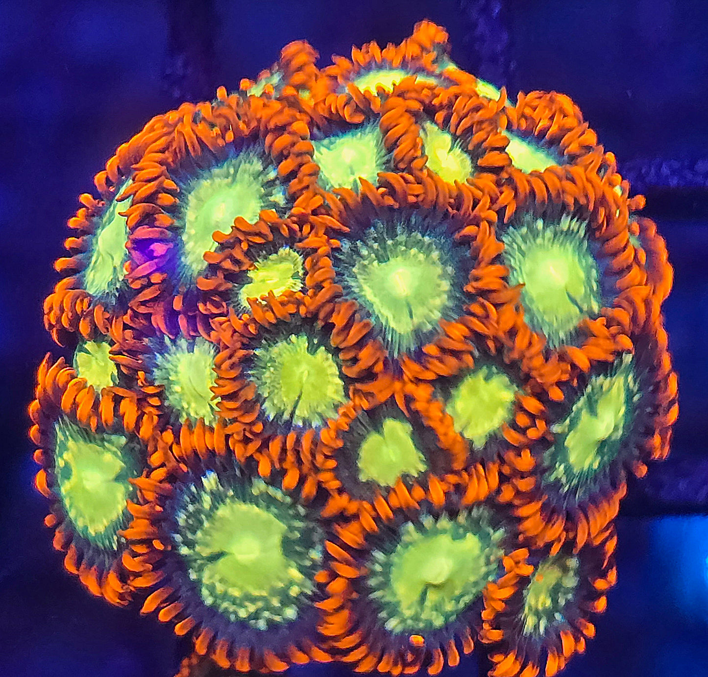 RAS Spaceballz Zoa