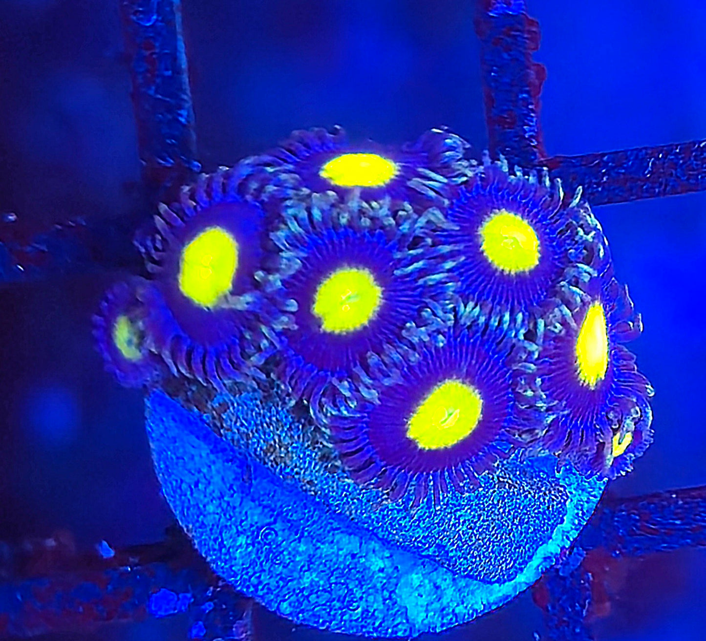 WWC AOI Zoa
