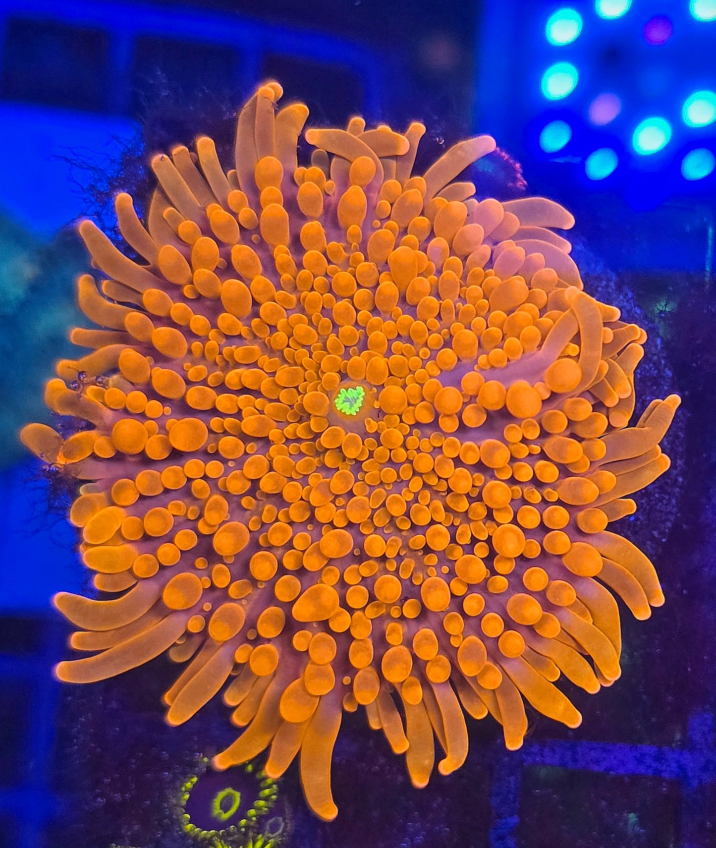 Bright Orange Long Tentacle Yuma Mushroom