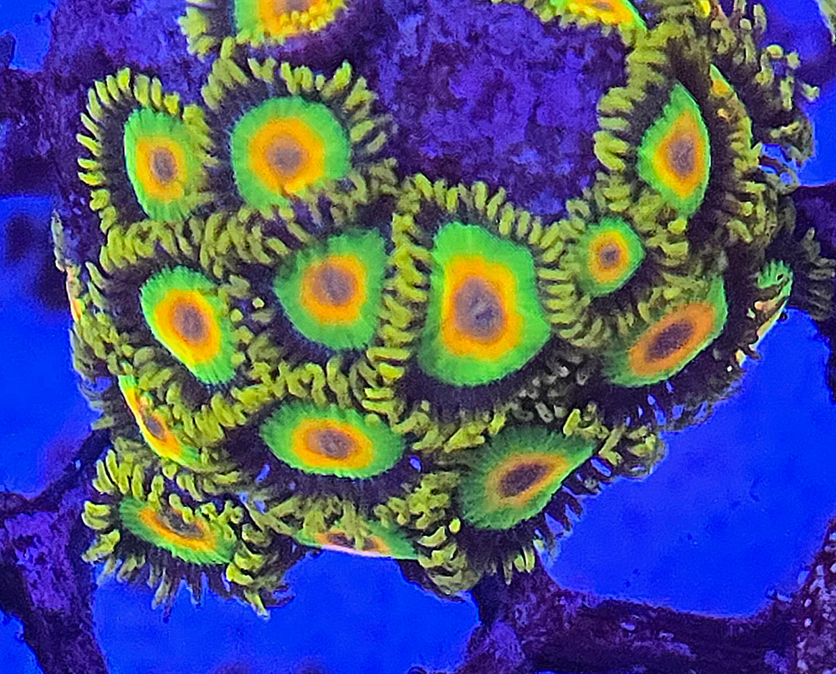 Rasta Zoa
